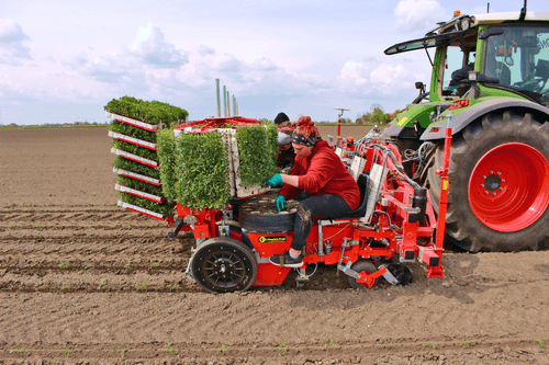 Semis - Planteuses - Planteuse repiqueuse