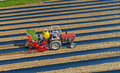 Semis - Planteuses - Planteuse repiqueuse