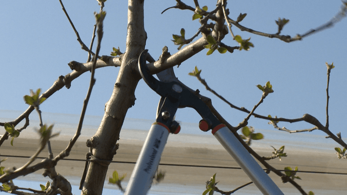 Viticulture, arboriculture - Sécateurs - Ébrancheur P280-SL-80